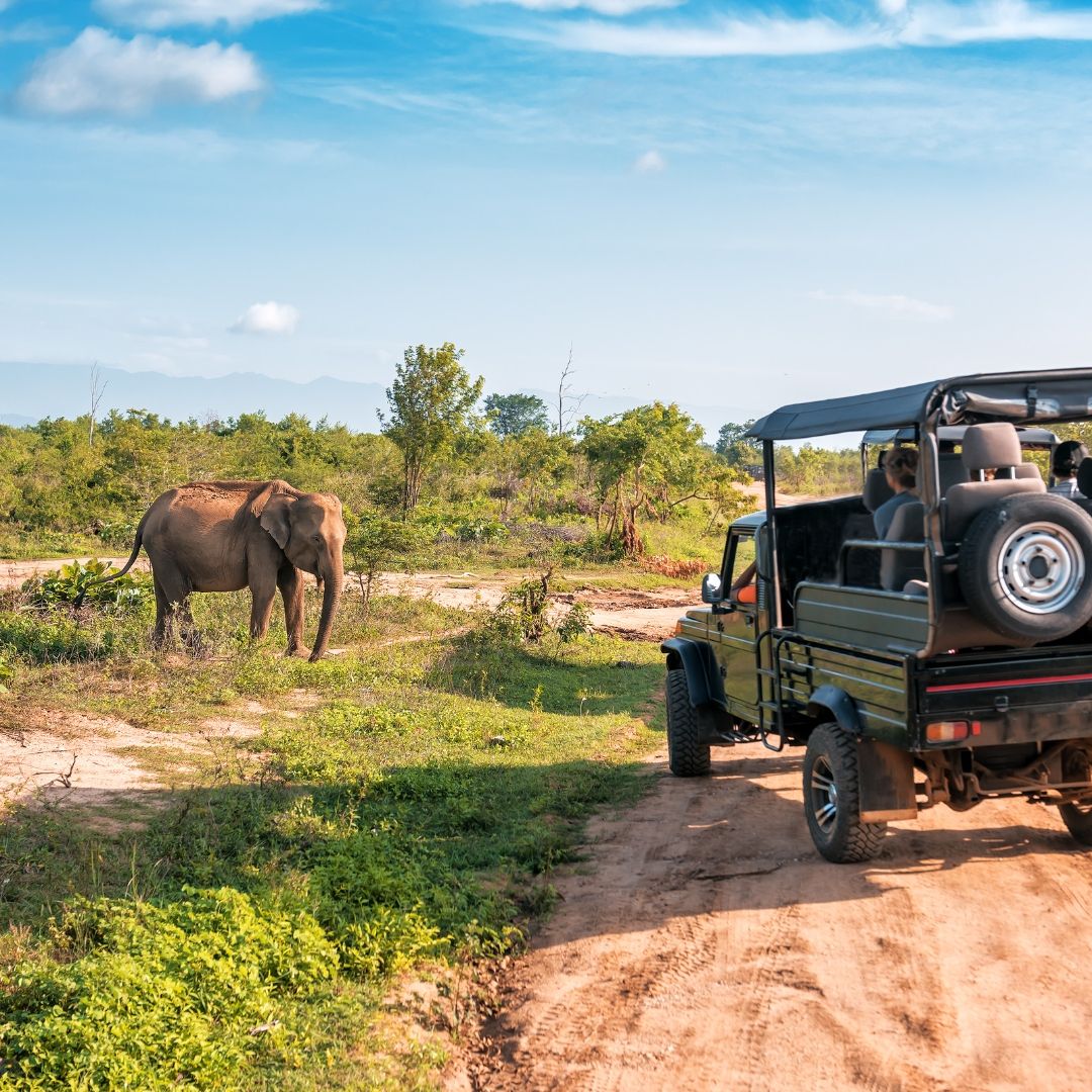 Wildlife Safari in Sri Lanka