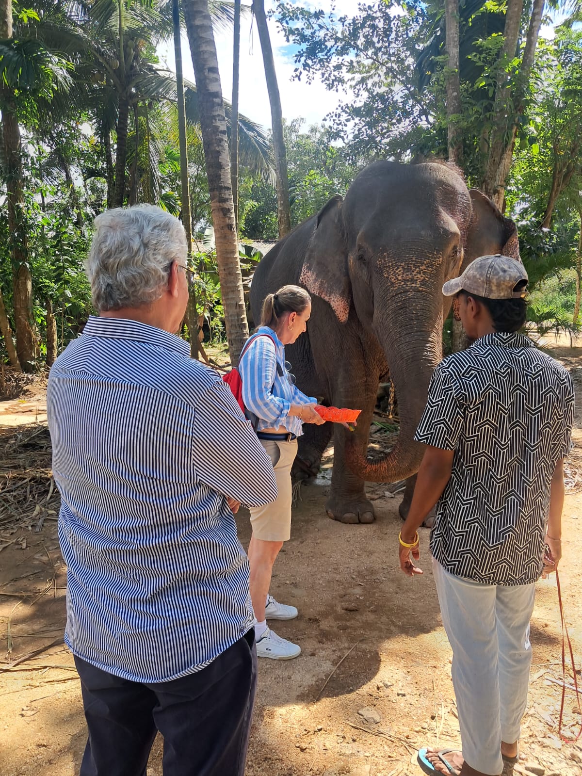 Feeding the elephants, Sri Lanka