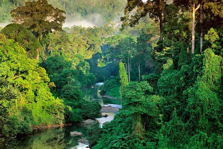 Sinharaja Forest Reserve, Sabaragamuwa Sri Lanka