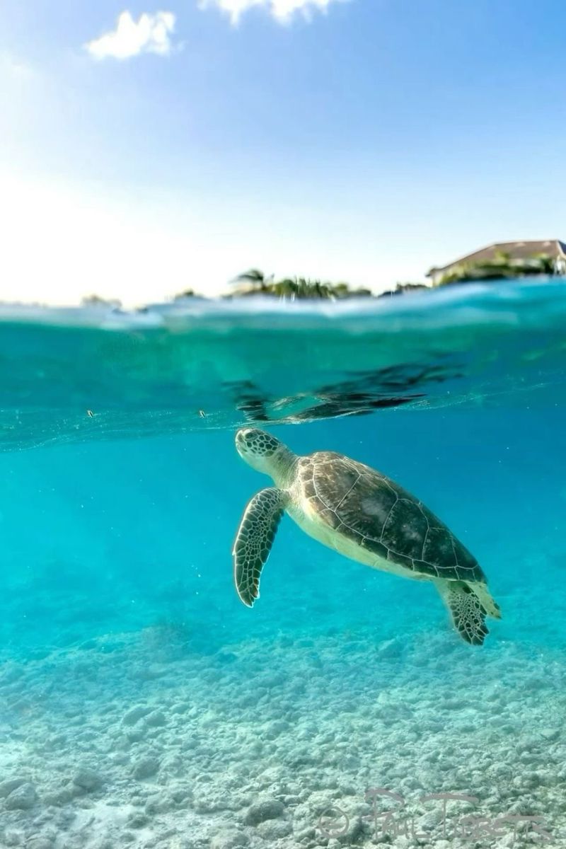 Turtle Watching in Sri Lanka
